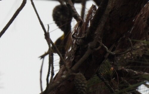 Vietnamese Greenfinch (Chloris monguilloti), photo 2
