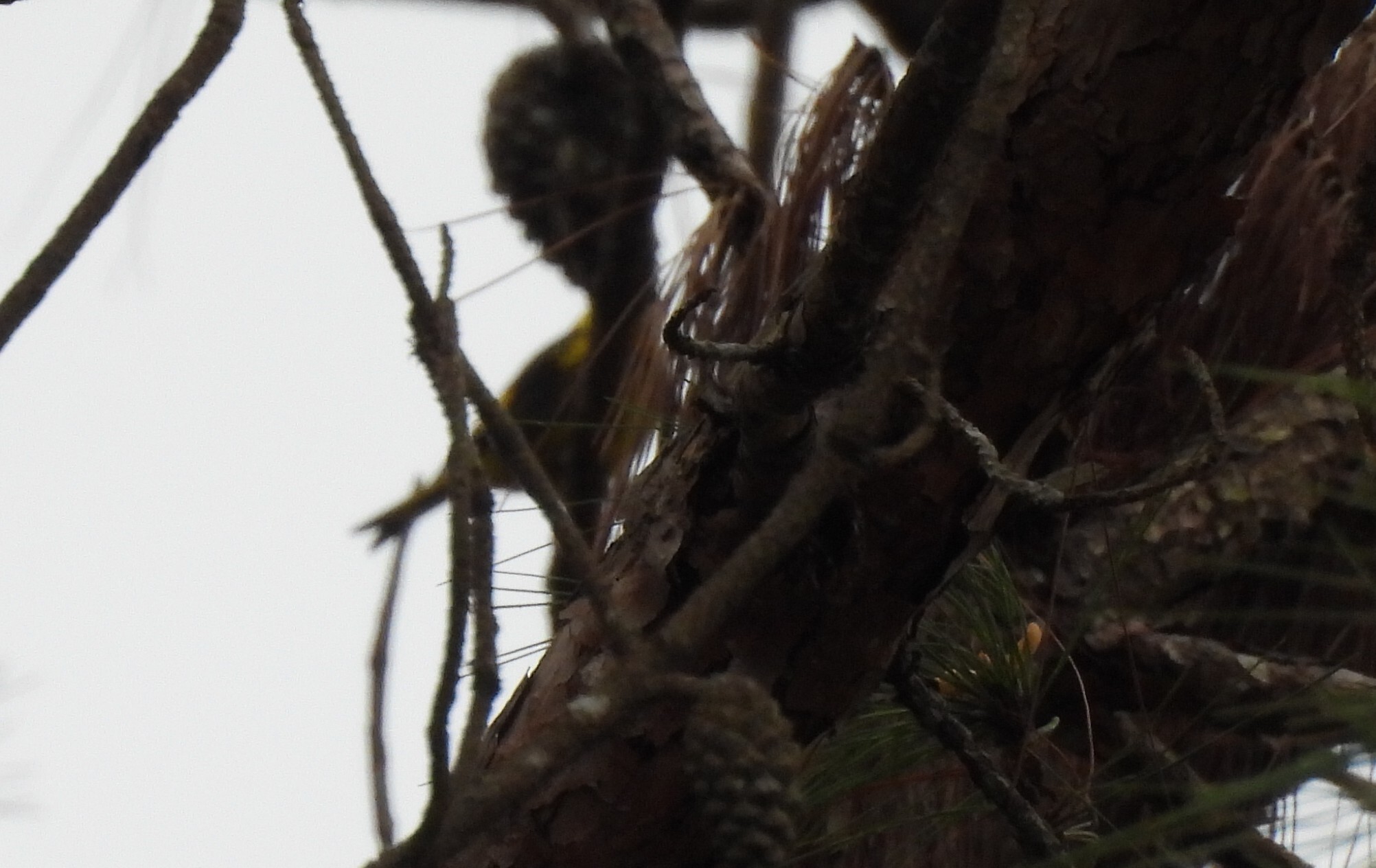 Vietnamese Greenfinch (Chloris monguilloti), photo 2