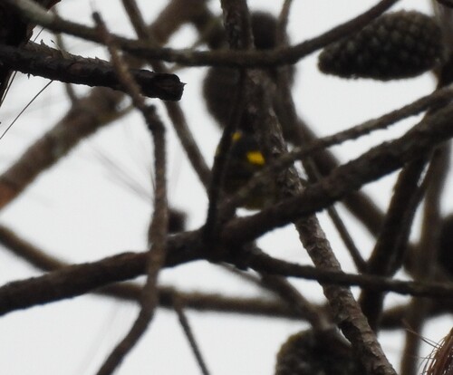 Vietnamese Greenfinch (Chloris monguilloti), photo 7