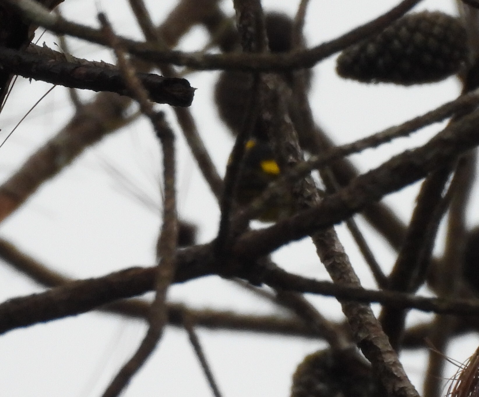 Vietnamese Greenfinch (Chloris monguilloti), photo 7