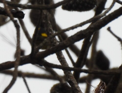 Vietnamese Greenfinch (Chloris monguilloti), photo 6