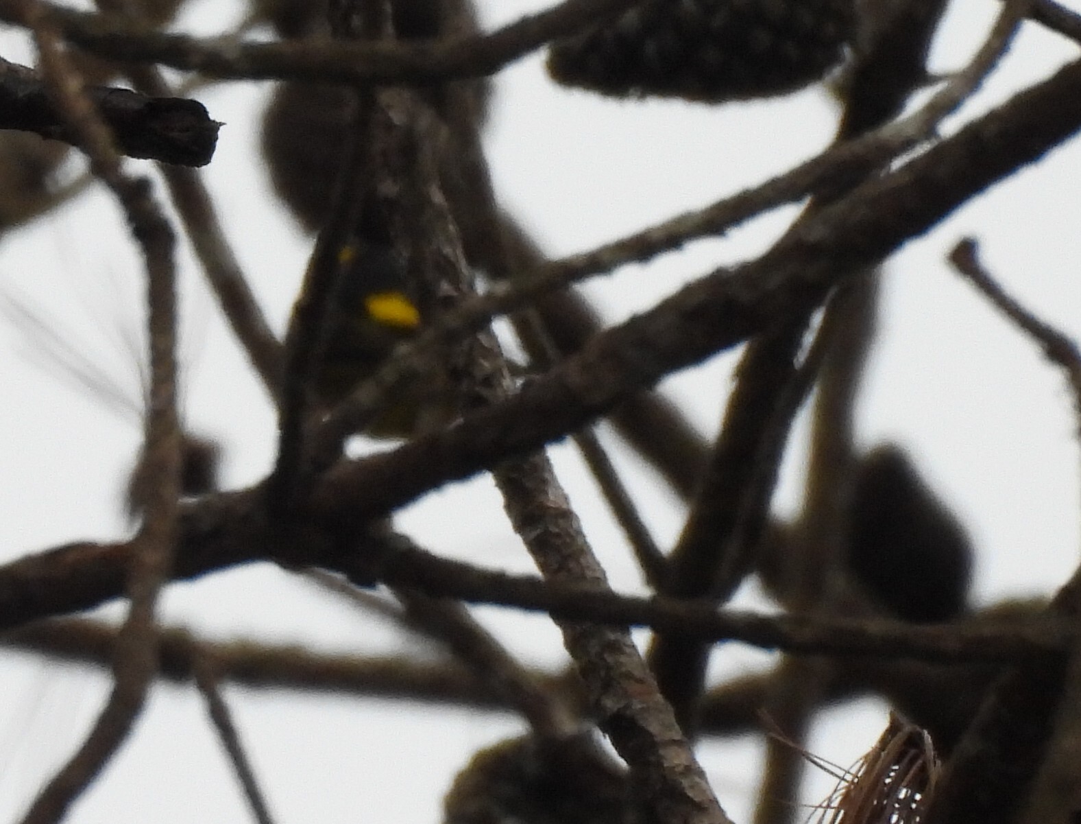Vietnamese Greenfinch (Chloris monguilloti), photo 6