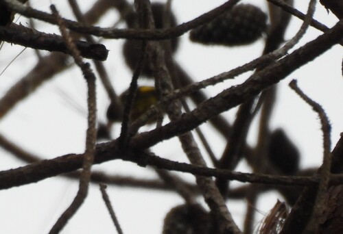 Vietnamese Greenfinch (Chloris monguilloti), photo 9