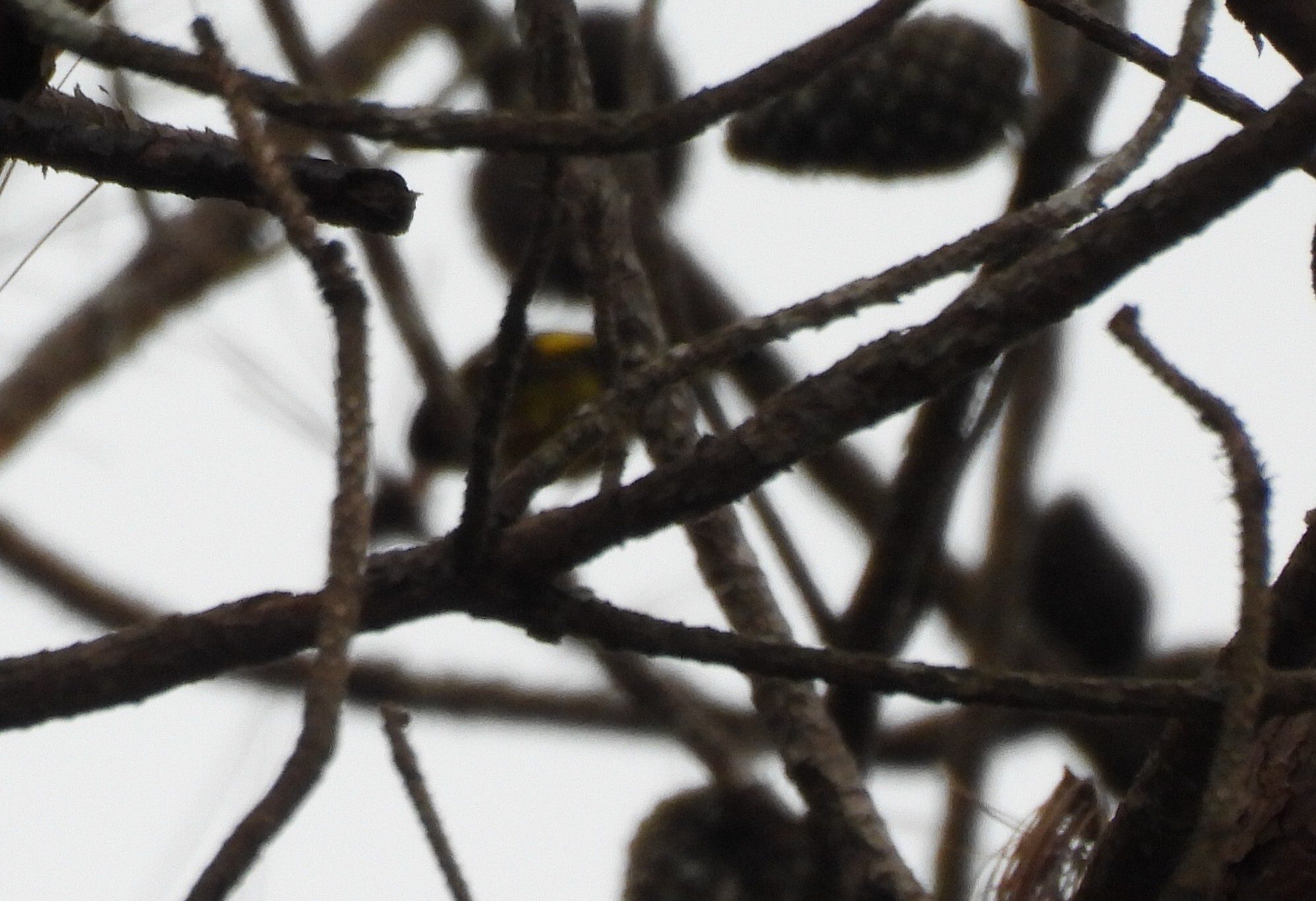 Vietnamese Greenfinch (Chloris monguilloti), photo 9