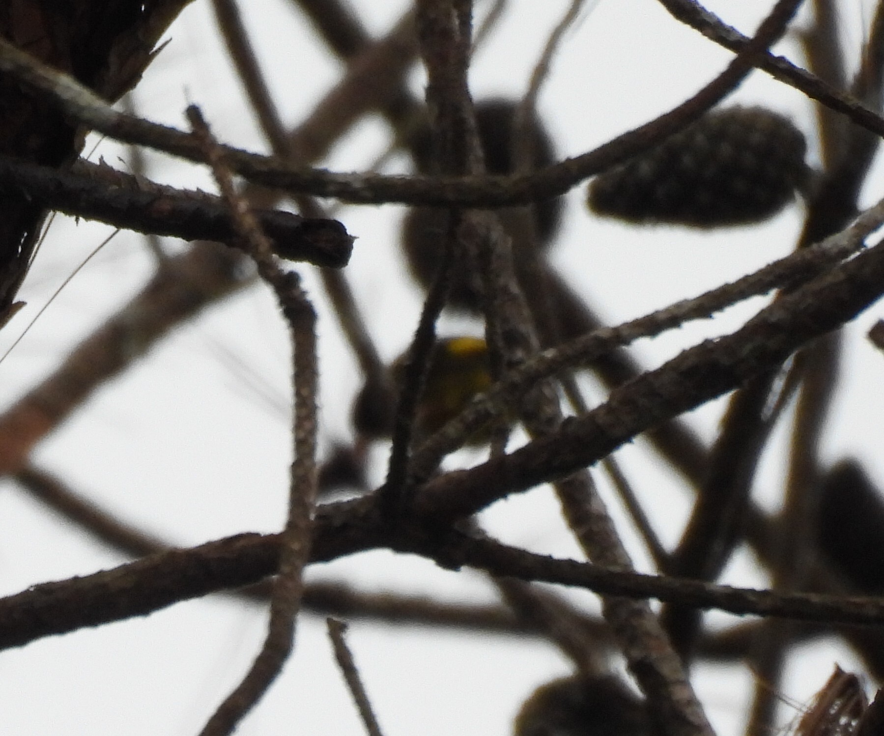 Vietnamese Greenfinch (Chloris monguilloti), photo 8