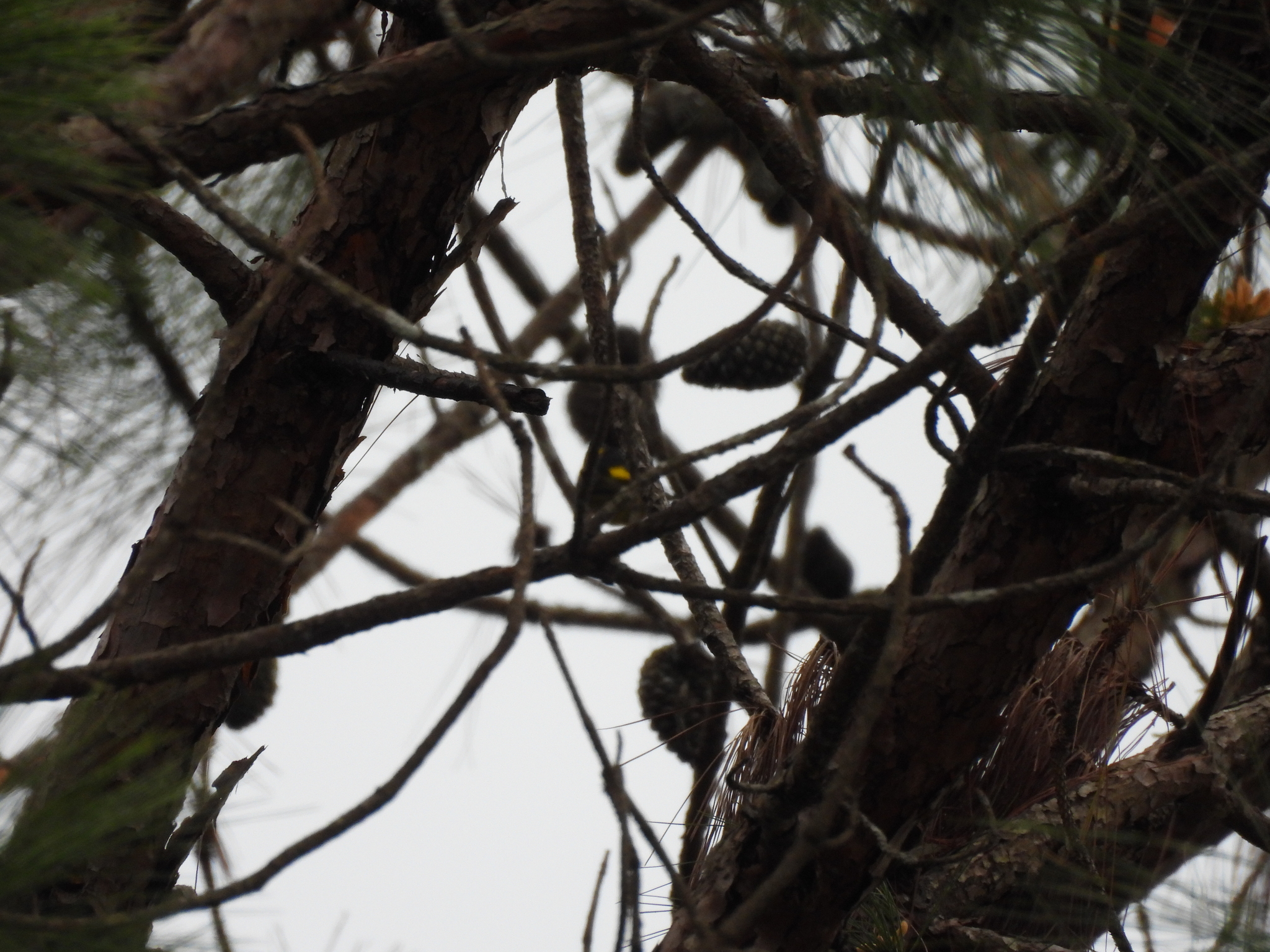 Vietnamese Greenfinch (Chloris monguilloti), photo 10