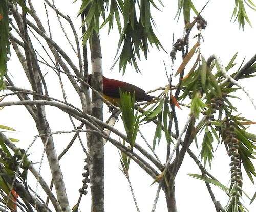Mrs. Gould's Sunbird (Aethopyga gouldiae), photo 4