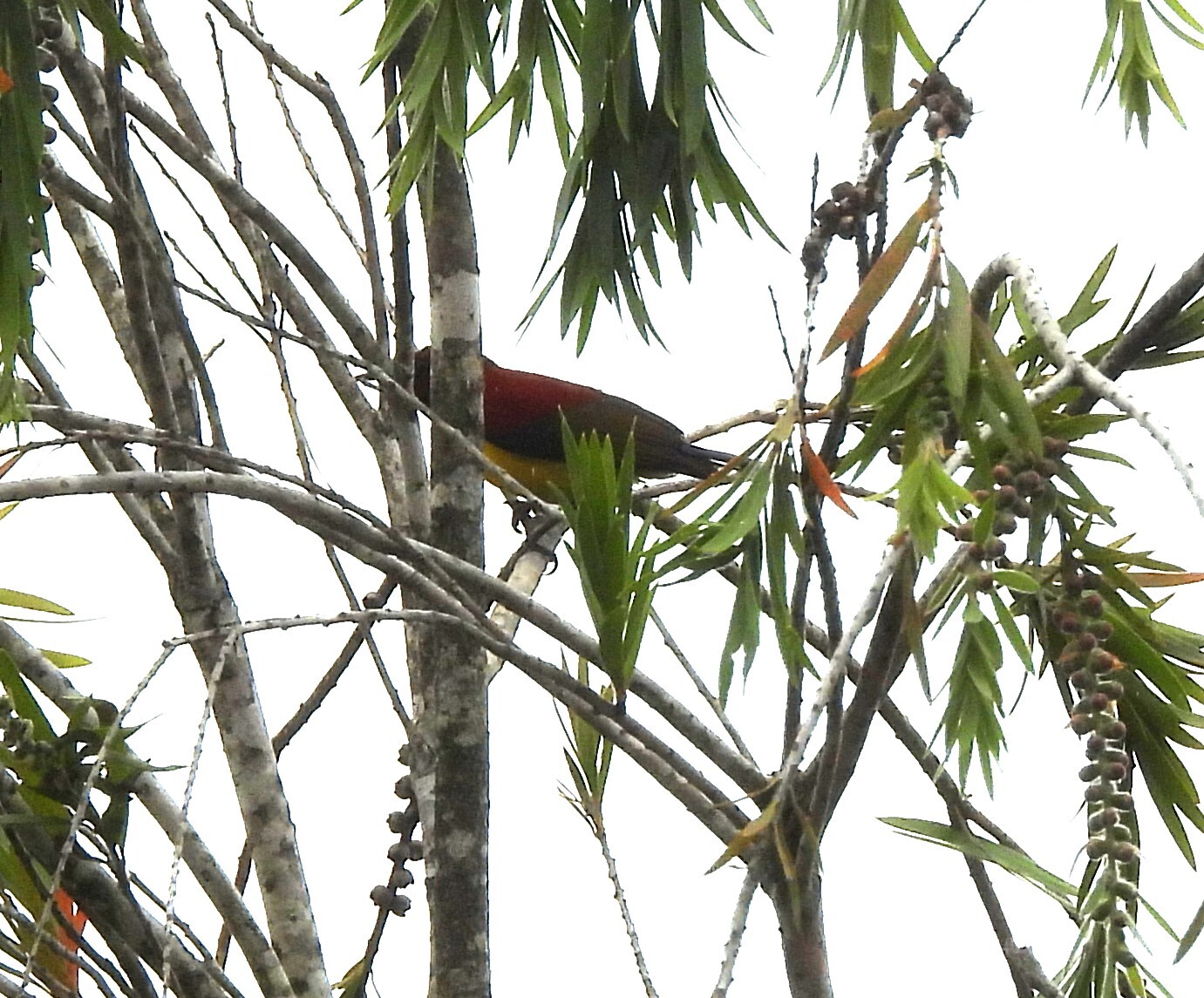 Mrs. Gould's Sunbird (Aethopyga gouldiae), photo 4