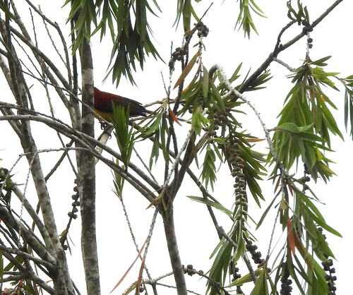 Mrs. Gould's Sunbird (Aethopyga gouldiae), photo 7