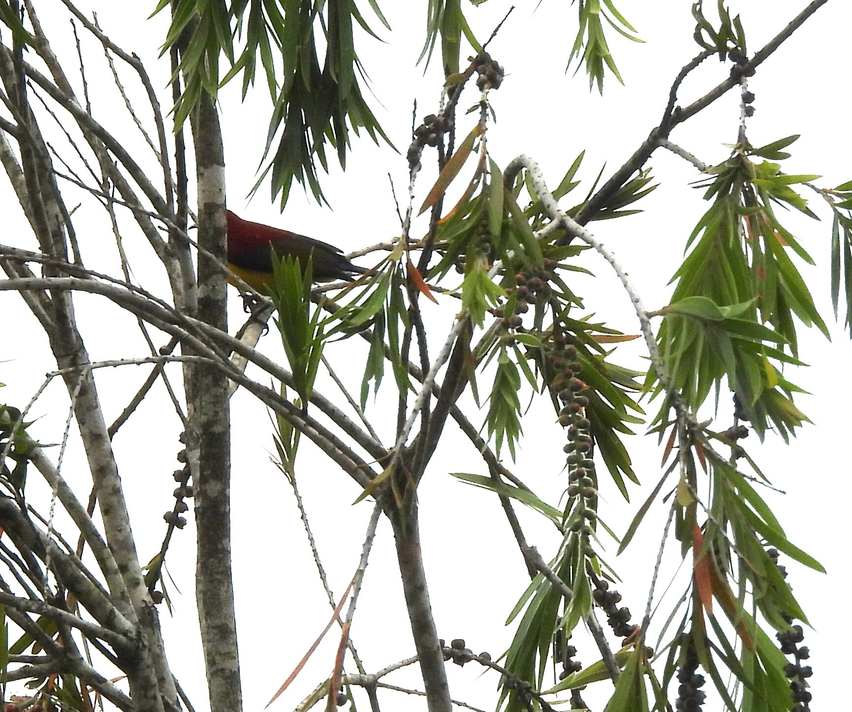 Mrs. Gould's Sunbird (Aethopyga gouldiae), photo 5
