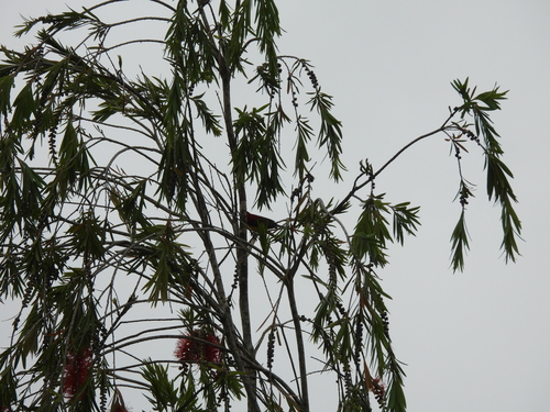 Mrs. Gould's Sunbird (Aethopyga gouldiae), photo 8