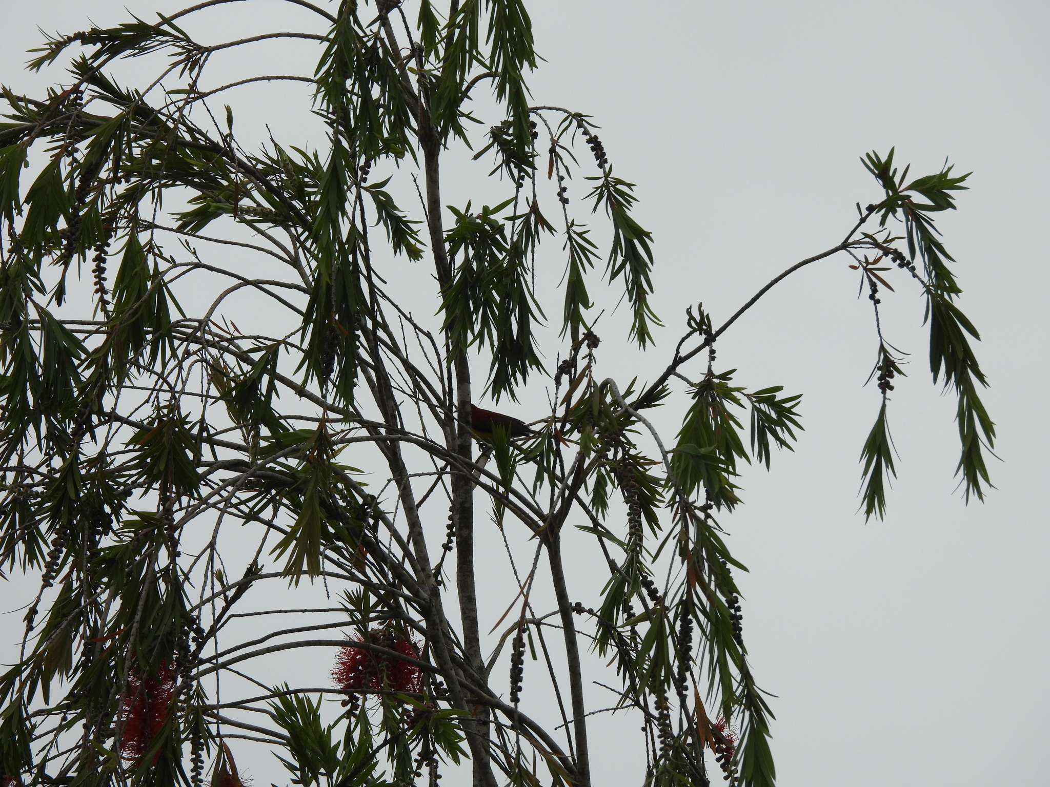 Mrs. Gould's Sunbird (Aethopyga gouldiae), photo 6