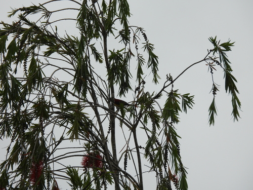 Mrs. Gould's Sunbird (Aethopyga gouldiae), photo 10