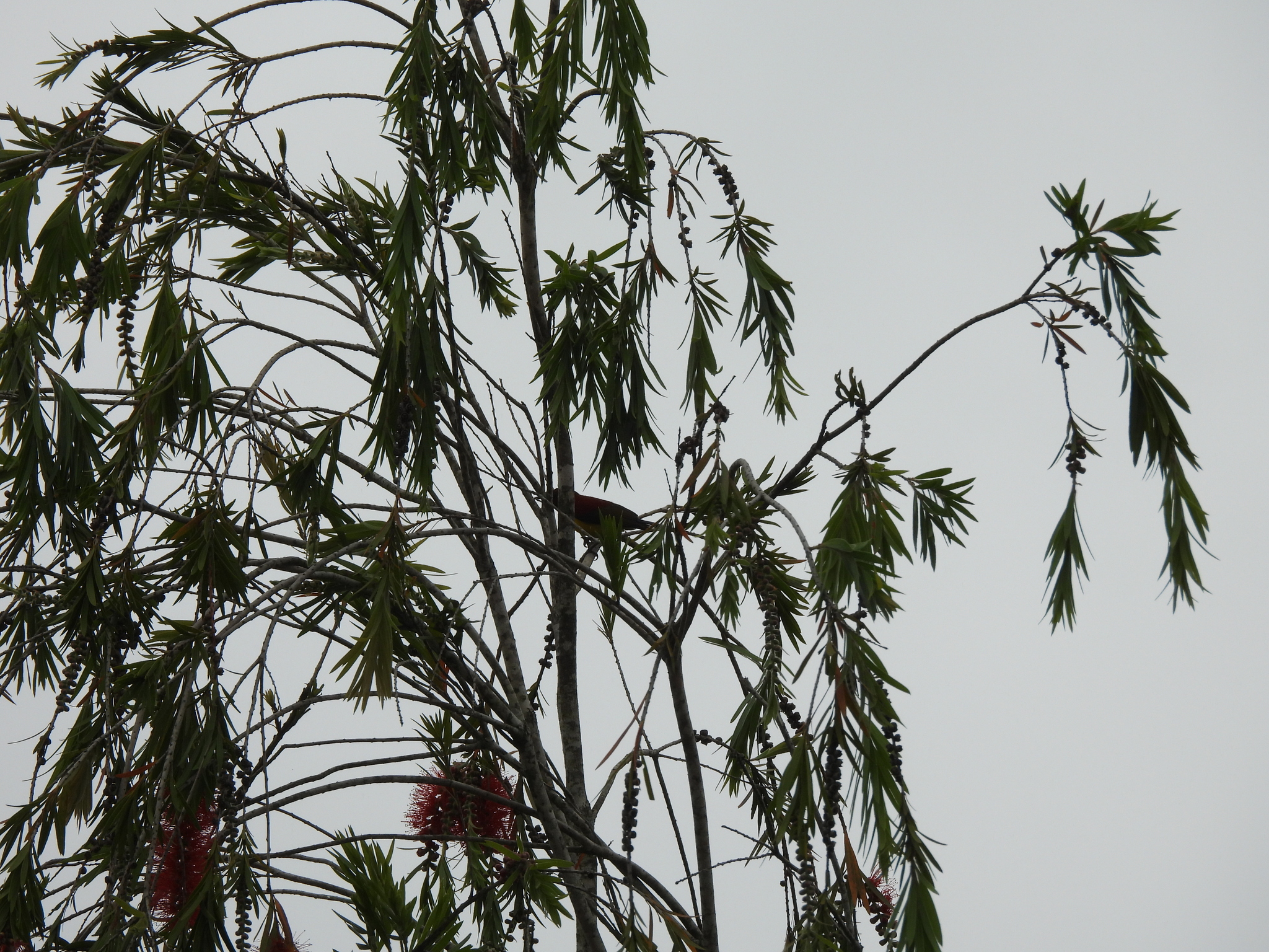 Mrs. Gould's Sunbird (Aethopyga gouldiae), photo 8