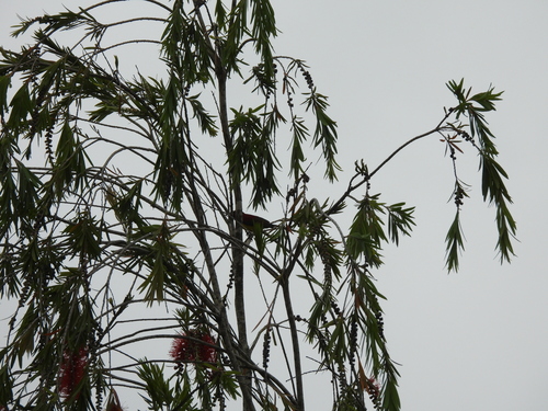 Mrs. Gould's Sunbird (Aethopyga gouldiae), photo 9