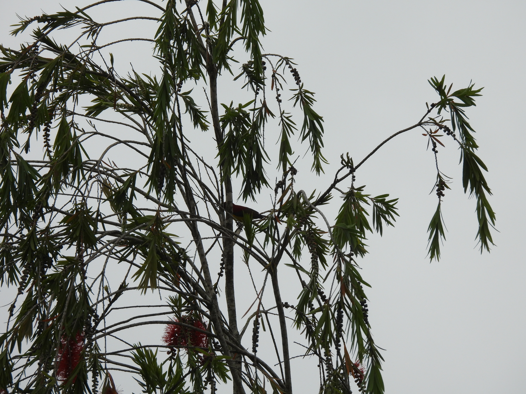 Mrs. Gould's Sunbird (Aethopyga gouldiae), photo 7