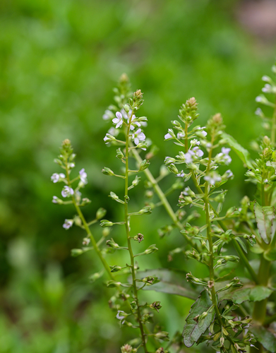 Wavy-Leaf Speedwell