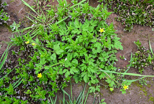 Ranunculus sieboldii