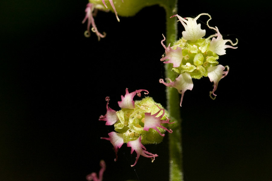 Tellima