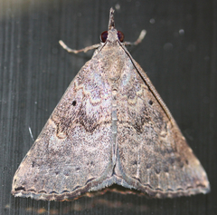 Lepidoptera