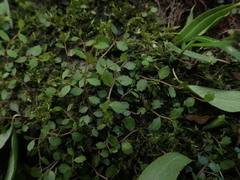 Lobelia perpusilla