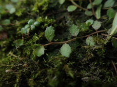 Lobelia perpusilla
