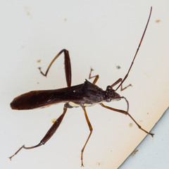 Riptortus annulicornis