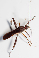 Riptortus annulicornis