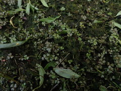 Hydrocotyle sulcata