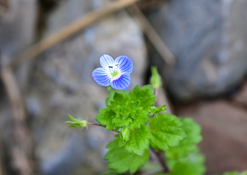 bird's-eye speedwell