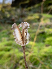 Lilium columbianum