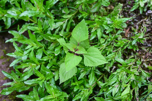 Crofton Weed