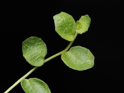 Matted Pratia (Lobelia pedunculata)