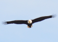 Haliaeetus leucocephalus
