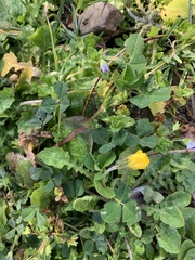 Taraxacum officinale