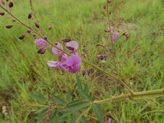 Desmodium