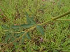 Desmodium