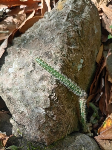 vine-like moonlight cactus (Selenicereus spinulosus)