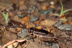 Teleogryllus oceanicus