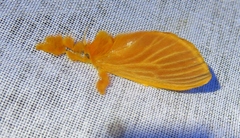 Dalceridae