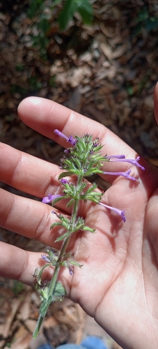 Ribbed False Pennyroyal (Hedeoma costata)