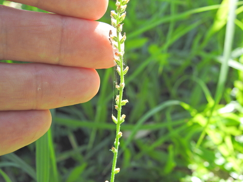 Weak Plantain (Plantago debilis)