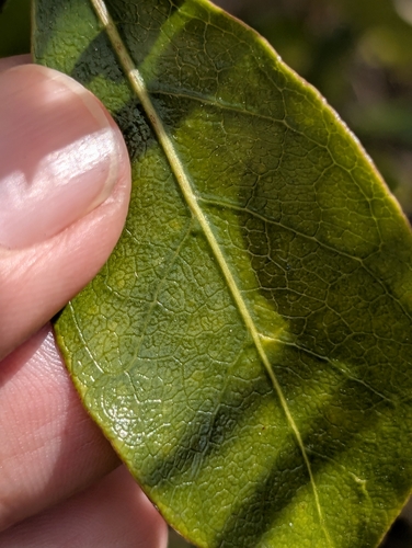 Coprosma lucida observed 2026-03-17