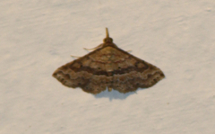 Lepidoptera