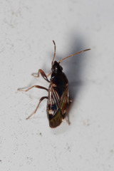 Paramyocara iridescens