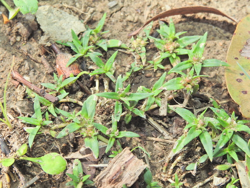 field madder (Richardia stellaris)