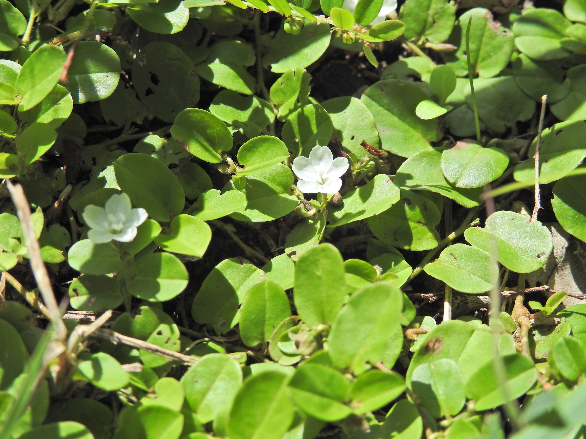 Agracejo Rastrero (Evolvulus nummularius)