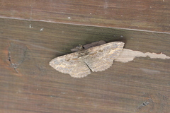 Anisoneura salebrosa