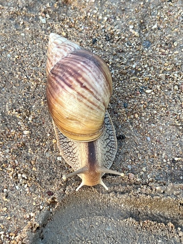 Giant Blonde Snail
