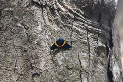 Milionia zonea pryeri